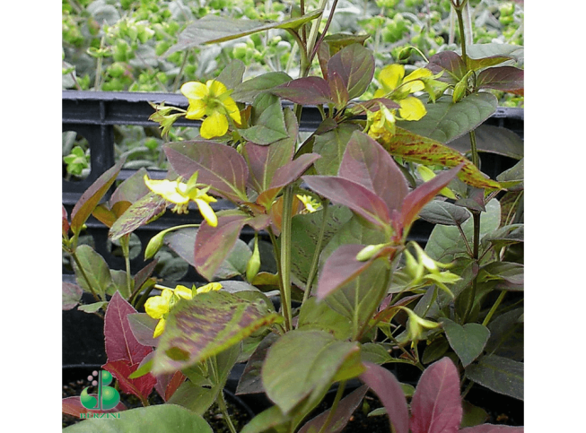 Lysimachia ciliata   'Firecracker'